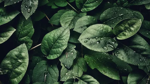 Leaves