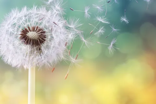 Dandilion