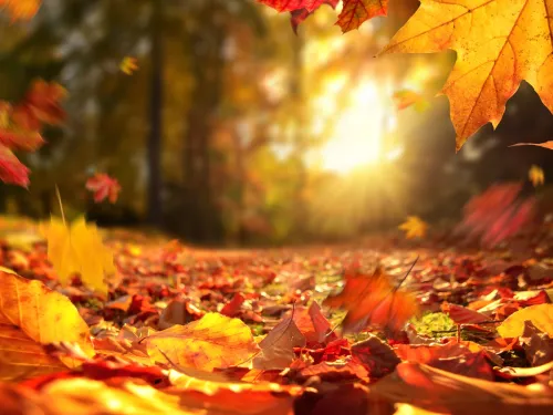 Autumn leaves