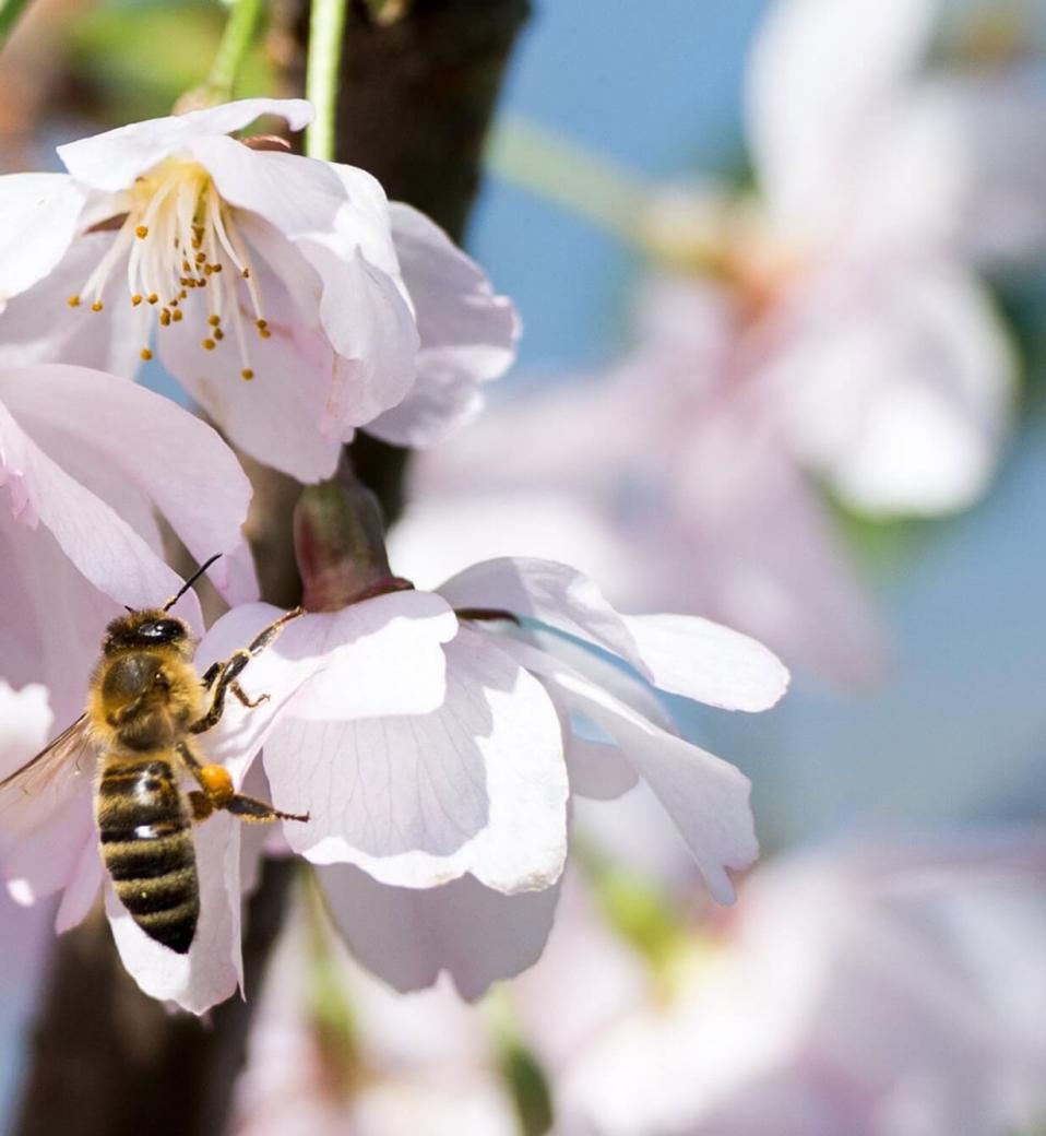 Bee on a flower