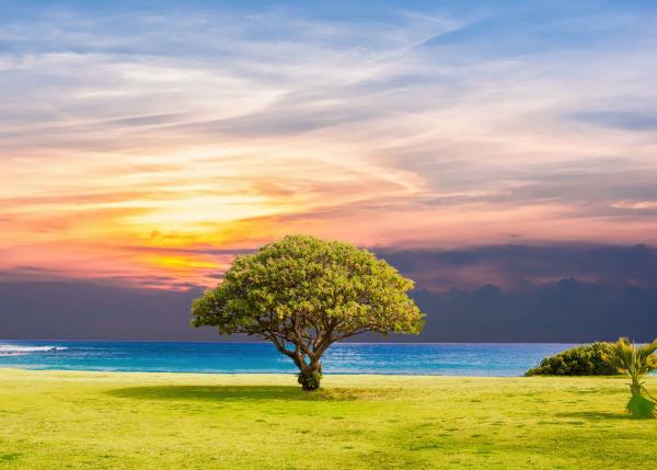 Tree on grass with sunset