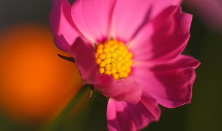 Pink flower