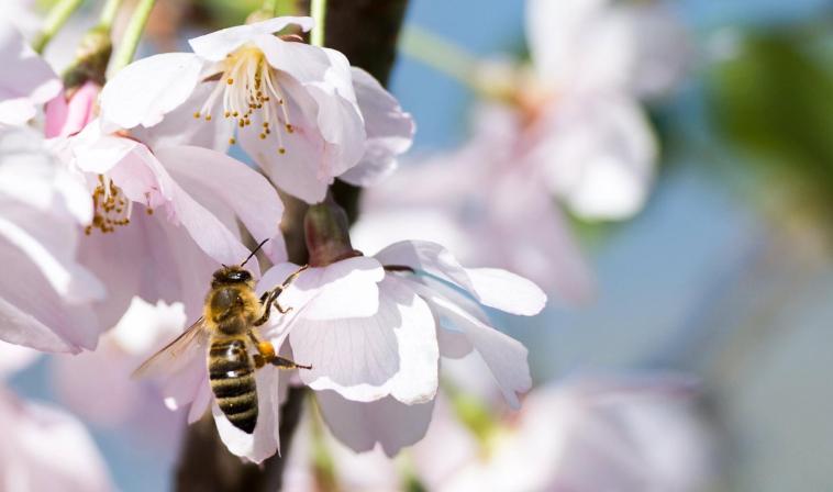 Bee on a flower