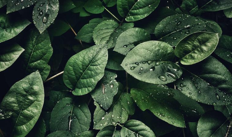 Leaves