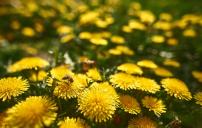Bee on yellow flowers
