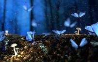 Blue butterflies